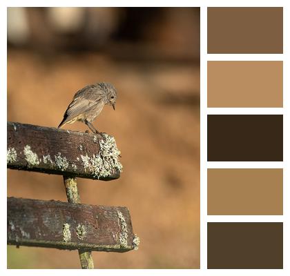 Bird Common Redstart Beak Image